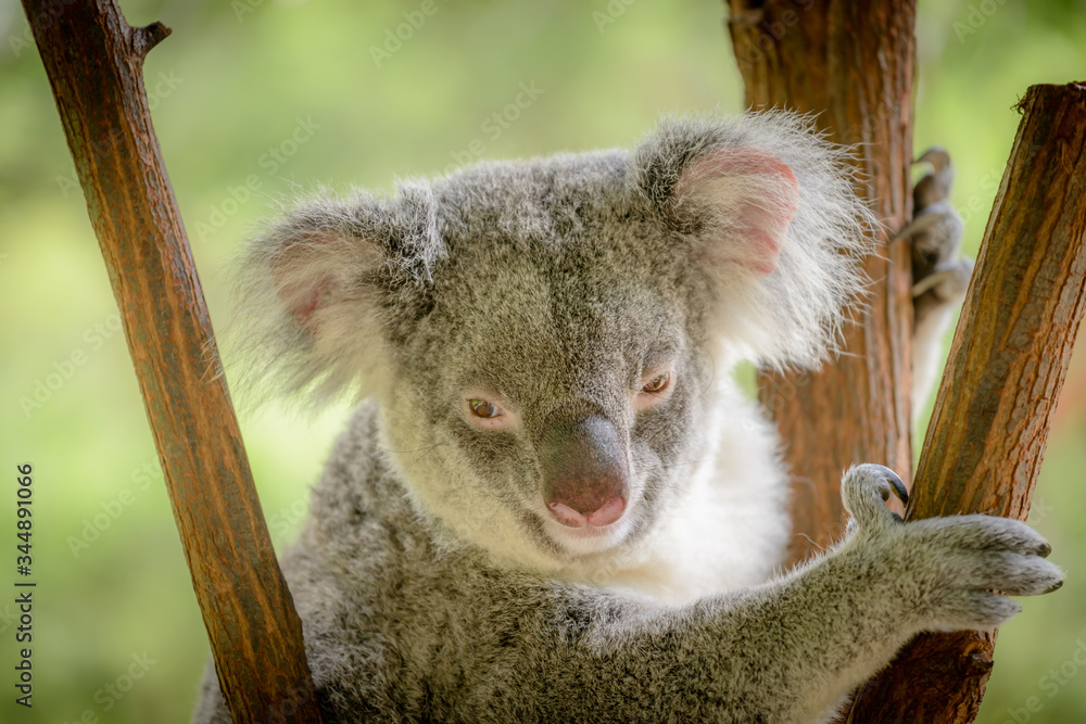 Naklejka premium A Koala in Queensland, Australia.