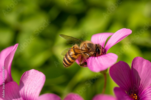 Close-Up of a honey bee on pink flower © Kristian