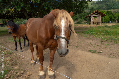 Cavalos na "Quinta de Pentieiros", quinta pedagógica situada na zona norte no interior de Portugal.