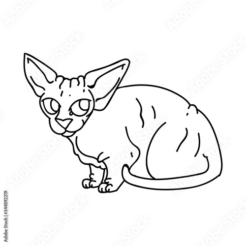 Cute cartoon monochrome sphynx kitten vector clipart. Pedigree exotic kitty breed for cat lovers. Purebred domestic cat lineart for pet parlor illustration mascot. Isolated hairless feline housecat.