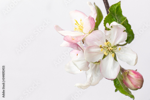 Blooming apple isolated on white background