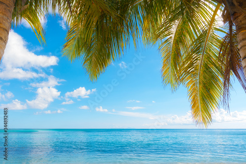 idyllic tropical landscape  turquoise water  blue sky and coconuts  Saint Anne  Guadeloupe  French West Indies
