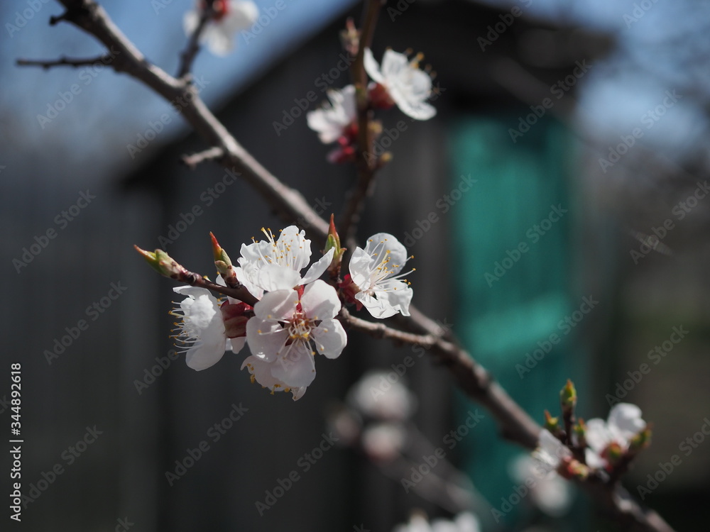 Close up of apricot blossoming branch on light background Close up of apricot blossoming branch on light background