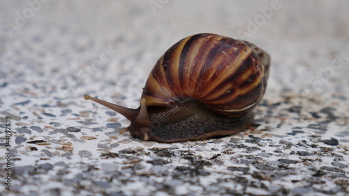 Brown snail on terrazzo