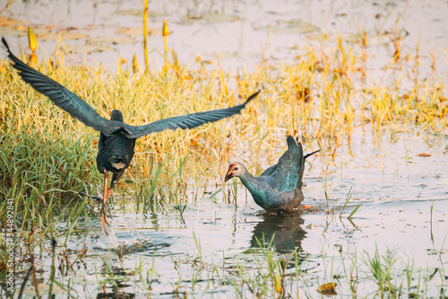Goa, India. Grey-headed Swamphen Birds In Morning Looking For Food In Swamp. Porphyrio Poliocephalus © Grigory Bruev
