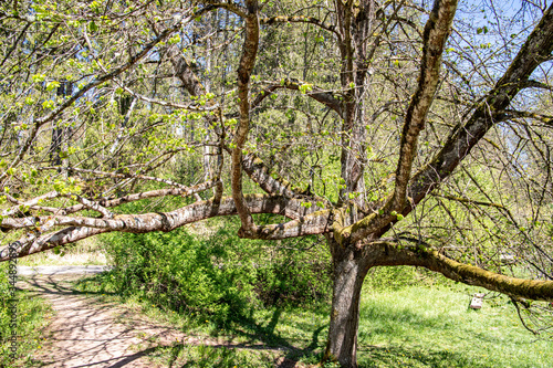 Baum am Brühlweier im Naturpark Schönbuch