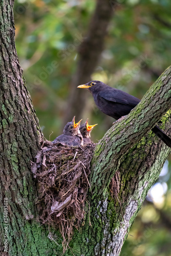 Close-up of a common blackbird feeding its young