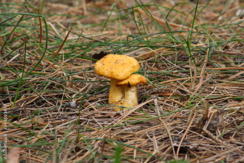 Mushrooms in the autumn forest
Mushrooms in the autumn forest