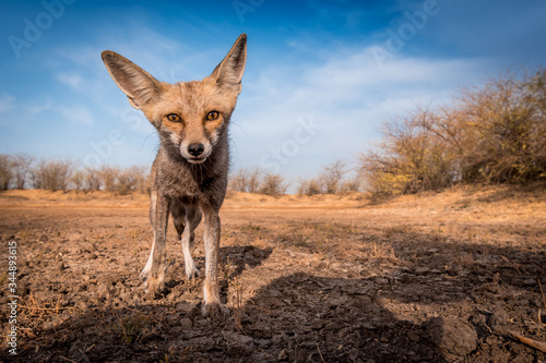 Curious Desert Fox... This Desert fox was so curious to know what's happening behind the camera. She came very close. This shot is taken from Wide Angle lens at 10 to 20 mm. photo