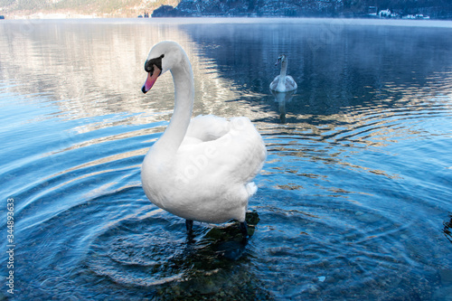 Big white Swan on water lake in Hallstatt  Austria 