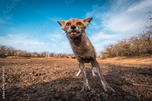 Curious Desert Fox... This Desert fox was so curious to know what's happening behind the camera. She came very close. This shot is taken from Wide Angle lens at 10 to 20 mm.