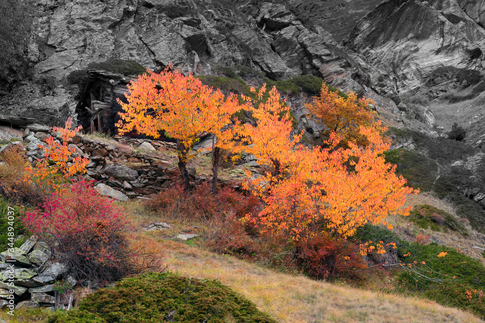 sweet cherry and stone house of shepherds sweet cherry and stone house of shepherds