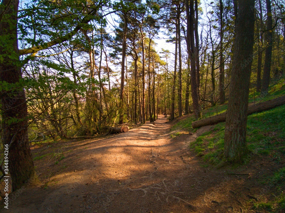 Fototapeta premium Footpath in deep shadow forest, sunshine over trees in Cave Hill Country Park, Belfast, Northern Ireland 