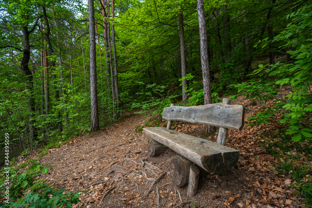 Mountain hiking trail leading through a forest full of fresh spring greenery in Appiano in Italian South Tyrol Mountain hiking trail leading through a forest full of fresh spring greenery in Appiano in Italian South Tyrol