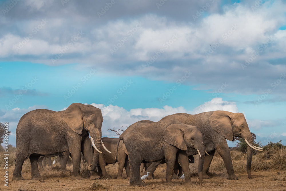 The World of Elephants... The World of Elephants...