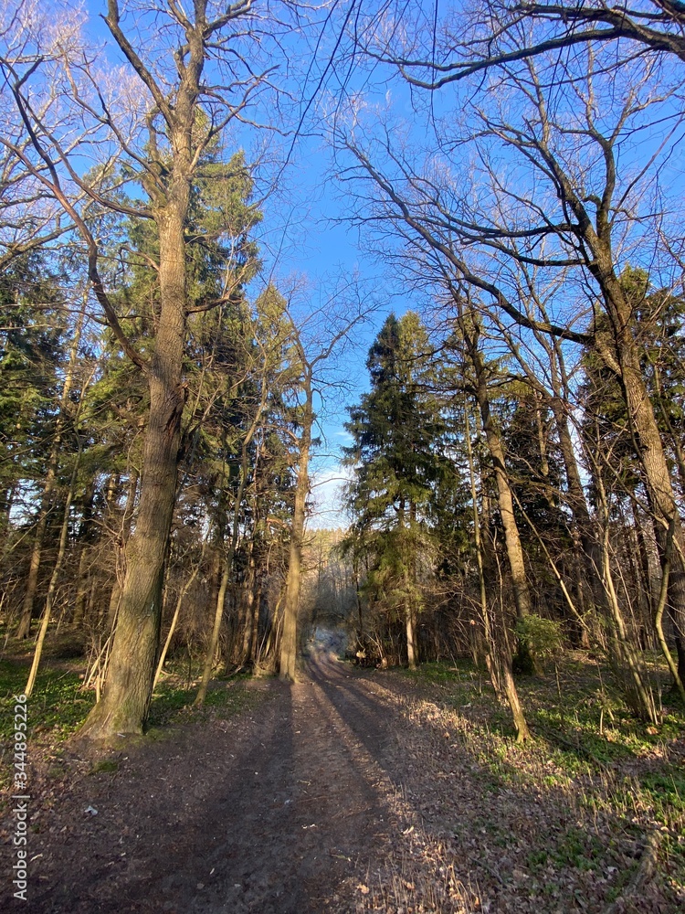 path in the forest