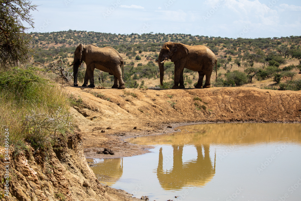 Obraz premium Kenyan Elephant at the watering hole in Africa