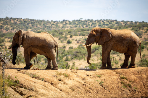 Kenyan Elephant at the watering hole in Africa