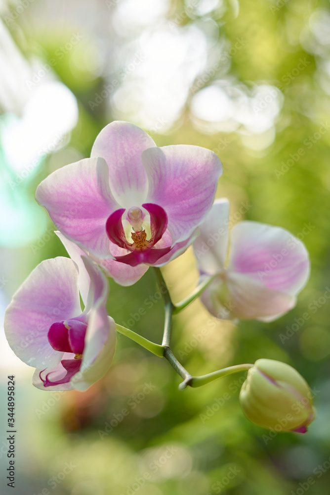 Close-up view of soft pink orchid Close-up view of soft pink orchid