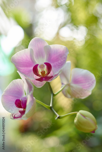 Close-up view of soft pink orchid