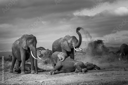 The Monochrome World of Elephants!