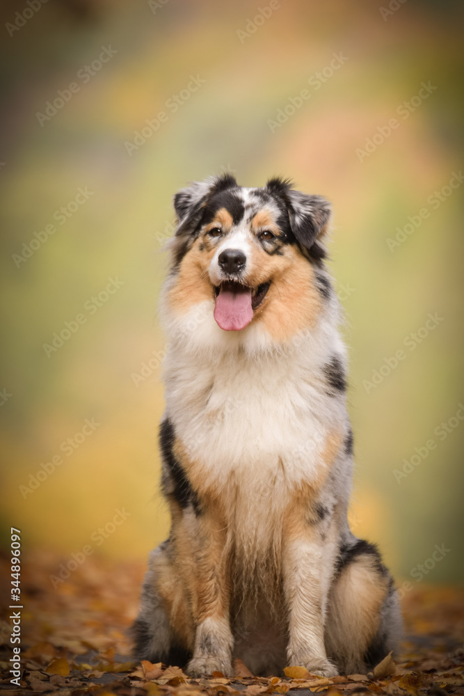 Australian shepherd is sitting on the way in nature.  She is after running so she is so happy