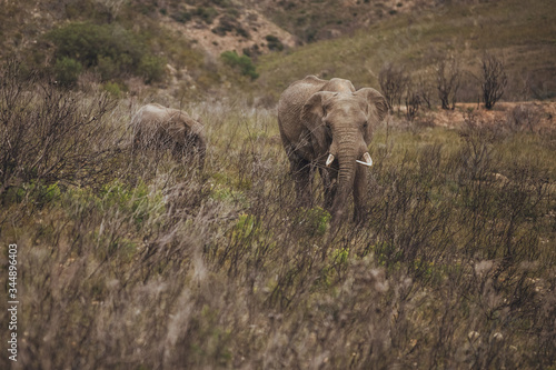 Elephant walk across the grassy field with her child in Africa