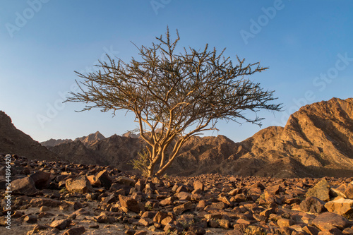 tree in the desert