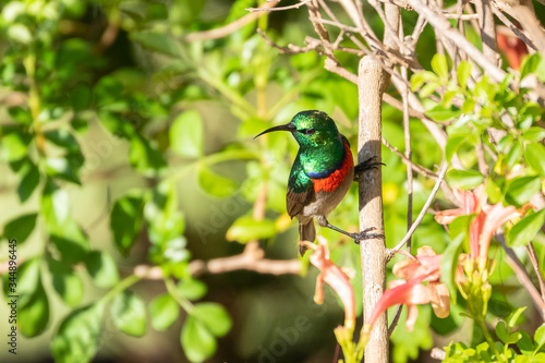 Southern Double-collared Sunbird  Cinnyris chalybeus  breeding male on Cape Honeysuckle  Tecomaria capensis   South Africa