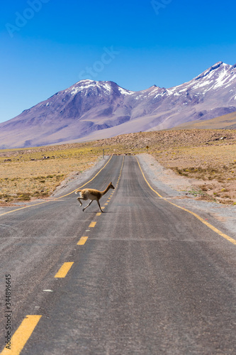 Vicuna on the endless roads of the Altiplano in Chile © roca83