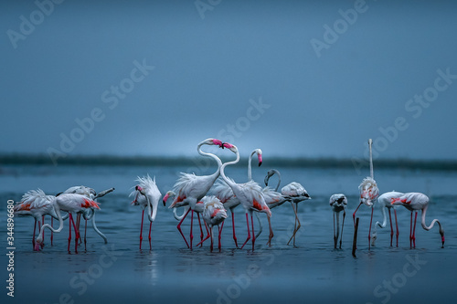 Flamingo Land!