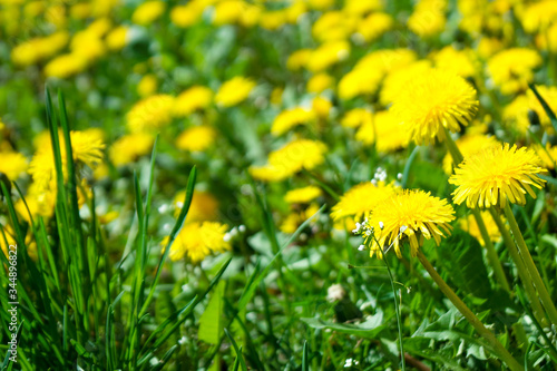 yellow dandelions on green grass background © Kseniia