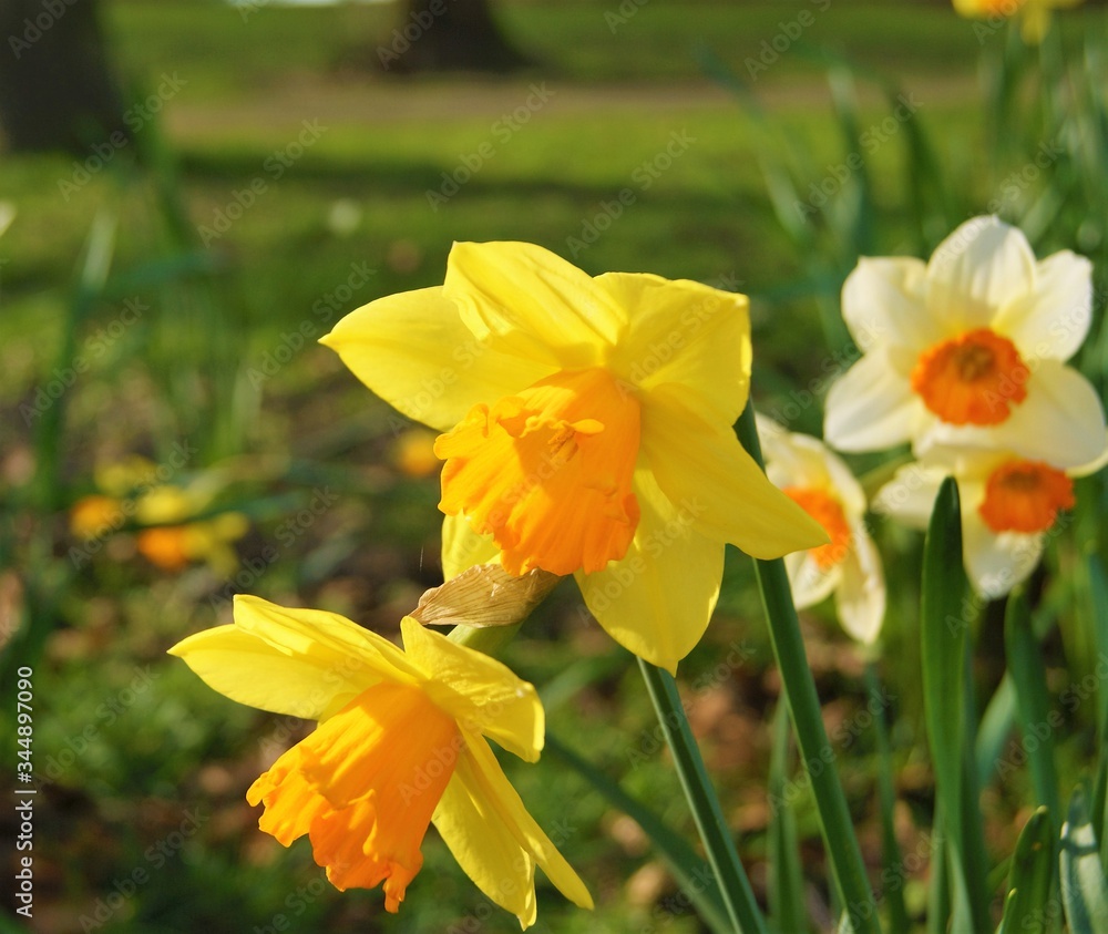 daffodils in spring