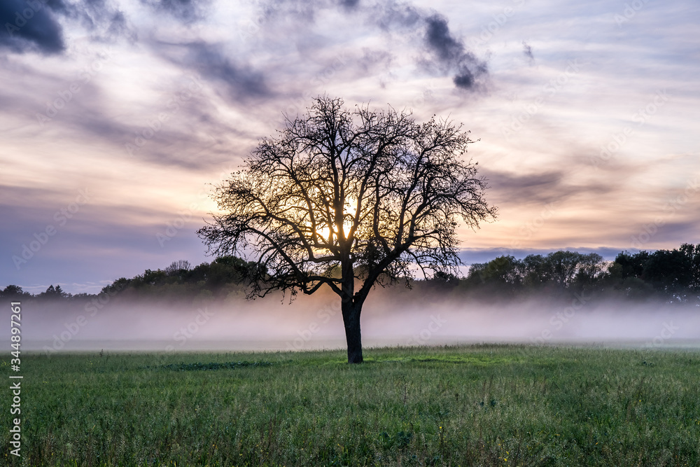 Single tree in a meadow in colorful sundown light with beautiful purple sky Single tree in a meadow in colorful sundown light with beautiful purple sky