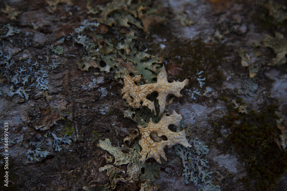 Dry leaves and moss on tree bark after winter Dry leaves and moss on tree bark after winter