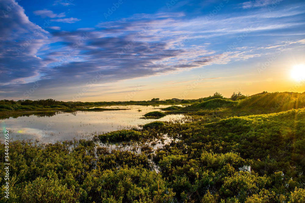 Humid area with green marsh plants behind the beach in golden sunset light