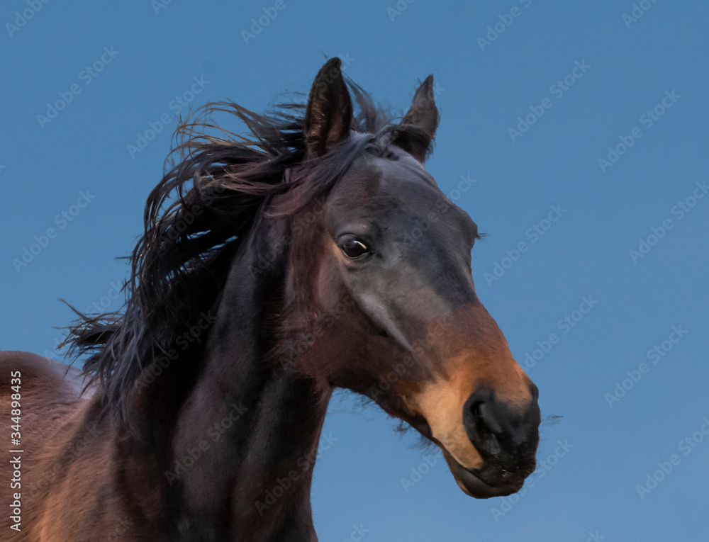 Obraz premium Wild and Free