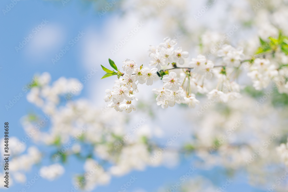 Branch of a blossoming tree in a blue sky. Spring blossom.