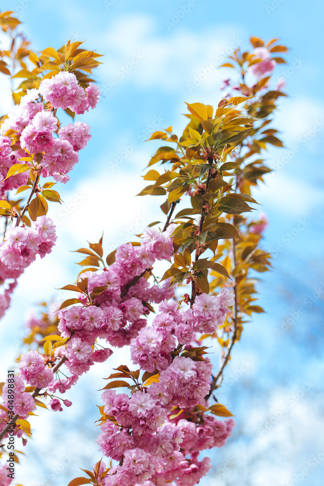 Amazing pink cherry blossoms on the Sakura tree in a blue sky.