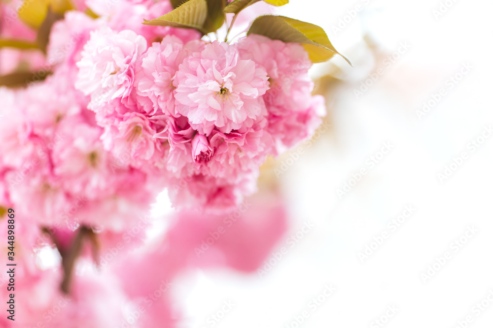 Plakat Amazing pink cherry blossoms on the Sakura tree. Beautiful spring tree.