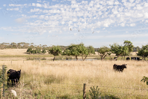 Australien farmland with cows in a paddock and pond, south Australia