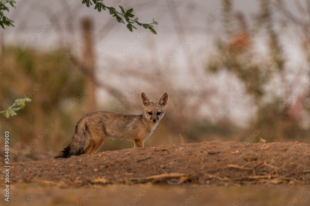 This image of Indian Fox is taken at Gujarat in India. This image of Indian Fox is taken at Gujarat in India.