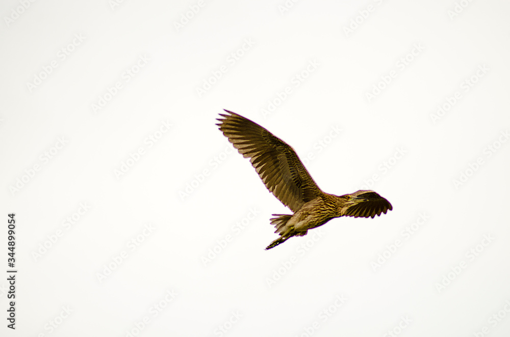 Fototapeta premium AVes