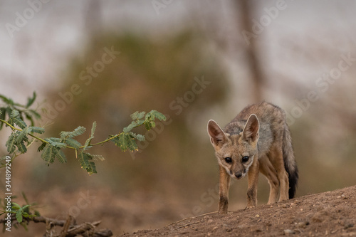 This image of Indian Fox is taken at Gujarat in India.