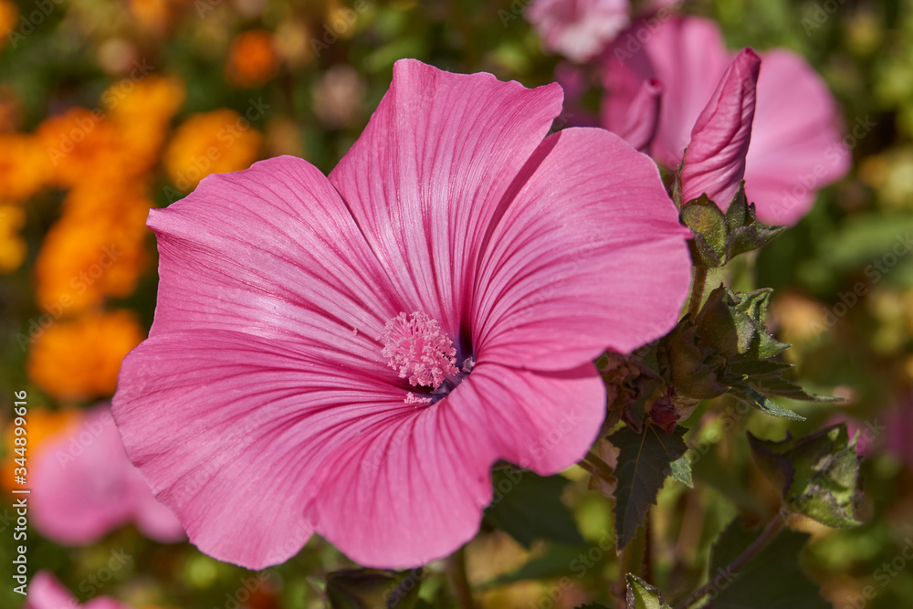 First day of autumn. Lavatera blooms in the garden (lat. Lavatera). First day of autumn. Lavatera blooms in the garden (lat. Lavatera).