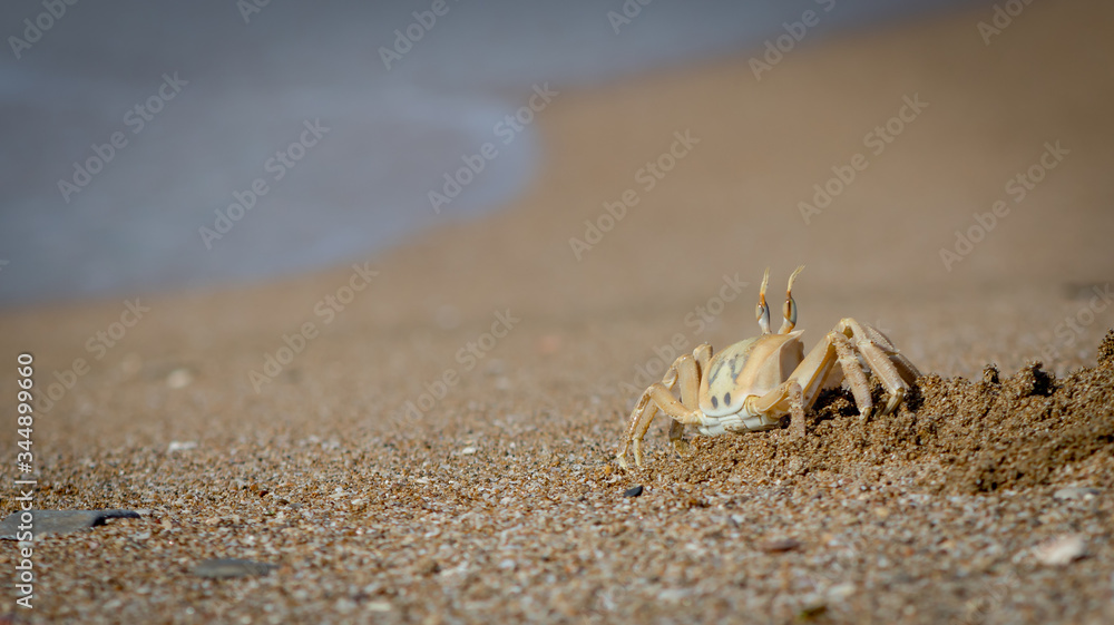Ghost Crab Keeps Watch