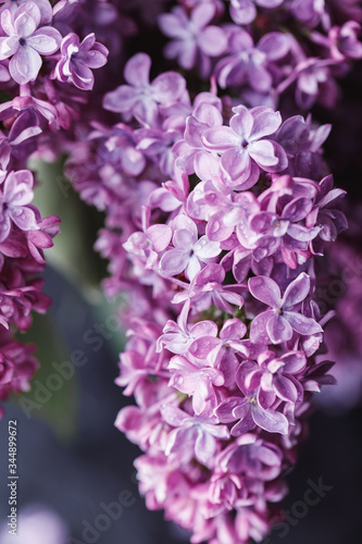 Lilac background. Purple lilac flowers spring blossom background