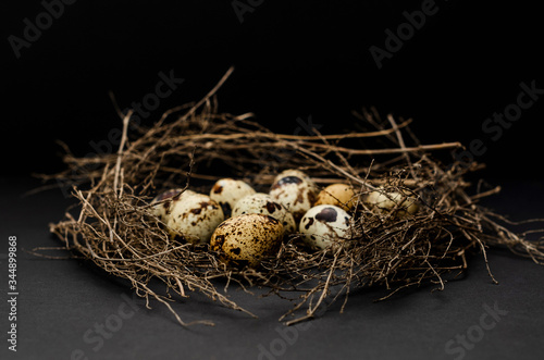 quail eggs lie in a nest of branches on a black, gray background