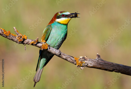 European Bee-eater, Merops apiaster. In the early morning, the bird caught a bumblebee and holds it in its beak, sitting on a beautiful branch