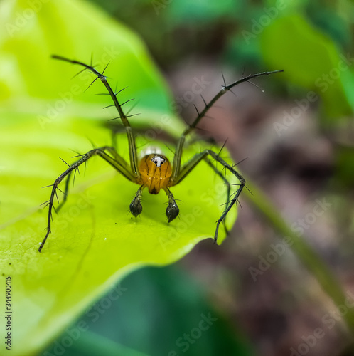 Yellow color spider siting on the green leaves in the garden and green background.